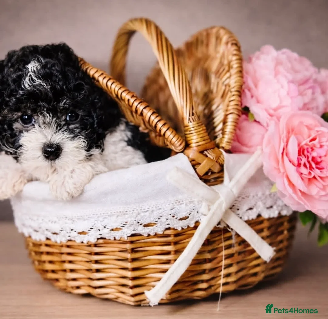 Toy Poodle dogs for stud: Chocolate Parti Asian Micro Stud 🐩 Proven - Advert 2