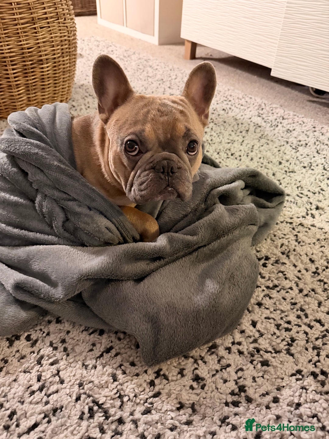 French Bulldog dogs for sale: Frenchie Male age 2.5  - Advert 4