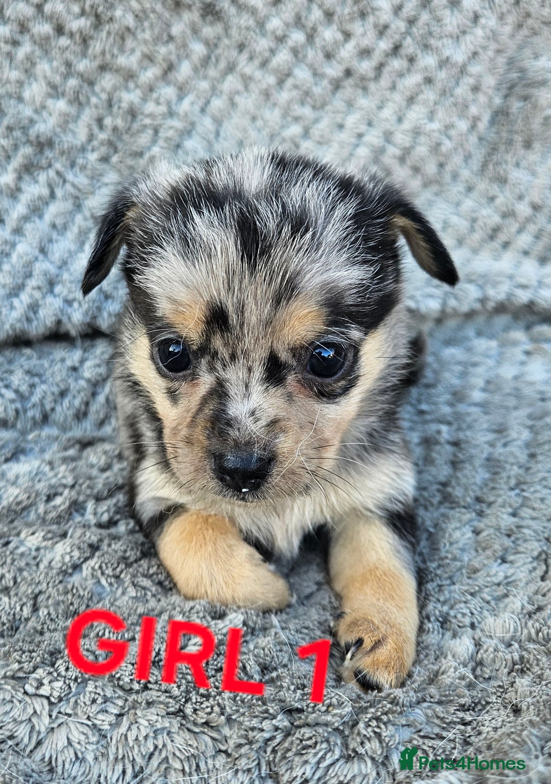 Pomchi dogs for sale: Beautiful merle pomchi puppies  - Image 6
