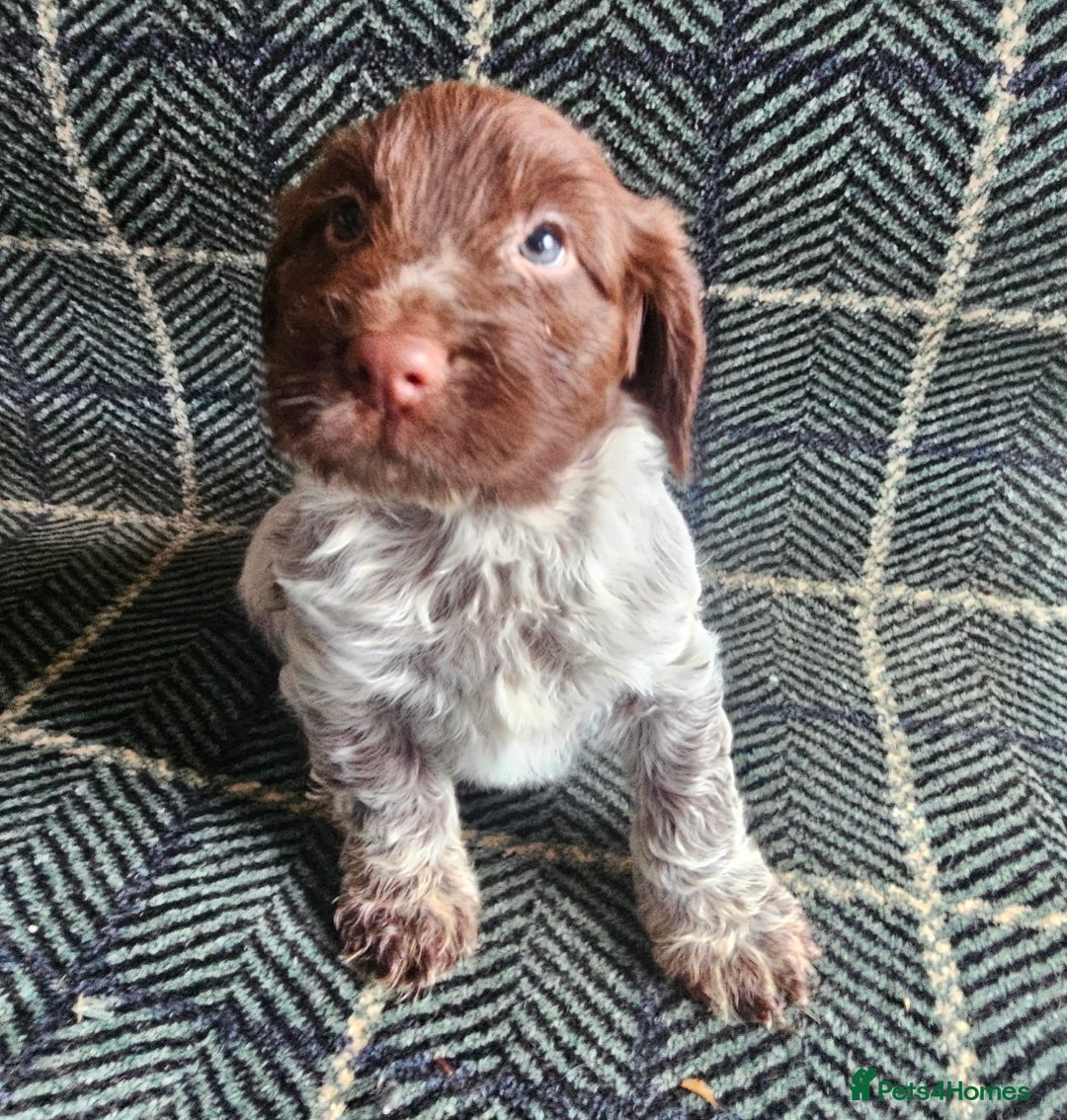 Cockapoo dogs for sale: Cockerapoo puppies F1 - Advert 1