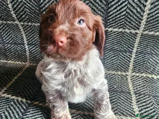 Cockapoo dogs Cockerapoo puppies F1 - Advert 8