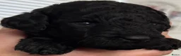 Miniature Poodle dogs for sale: All reserved Beautiful Miniature Poodle Puppies - Advert 28
