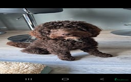 Cockapoo dogs for stud: Cockapoo for stud F2 chocolate proven  - Image 4