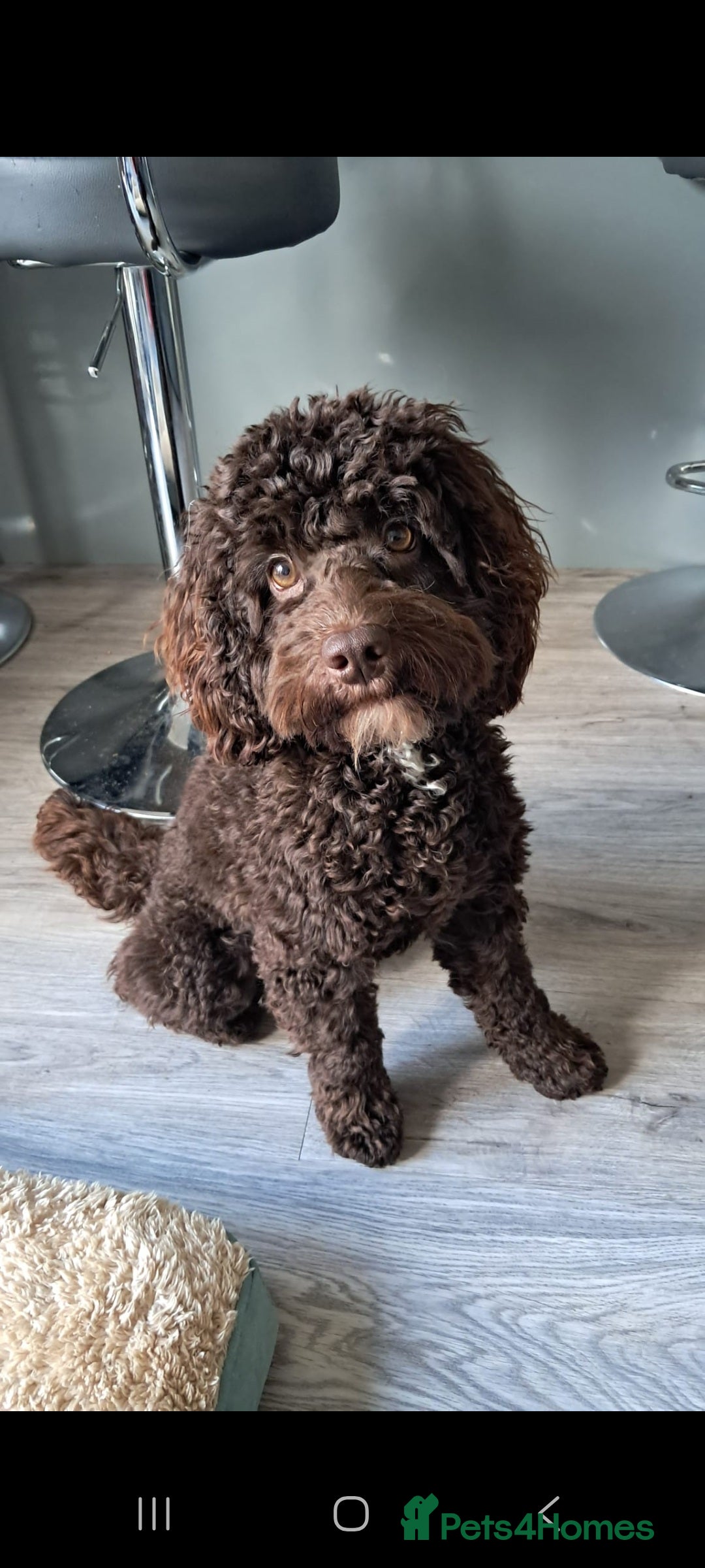 Cockapoo dogs for stud: Cockapoo for stud F2 chocolate proven  - Image 4