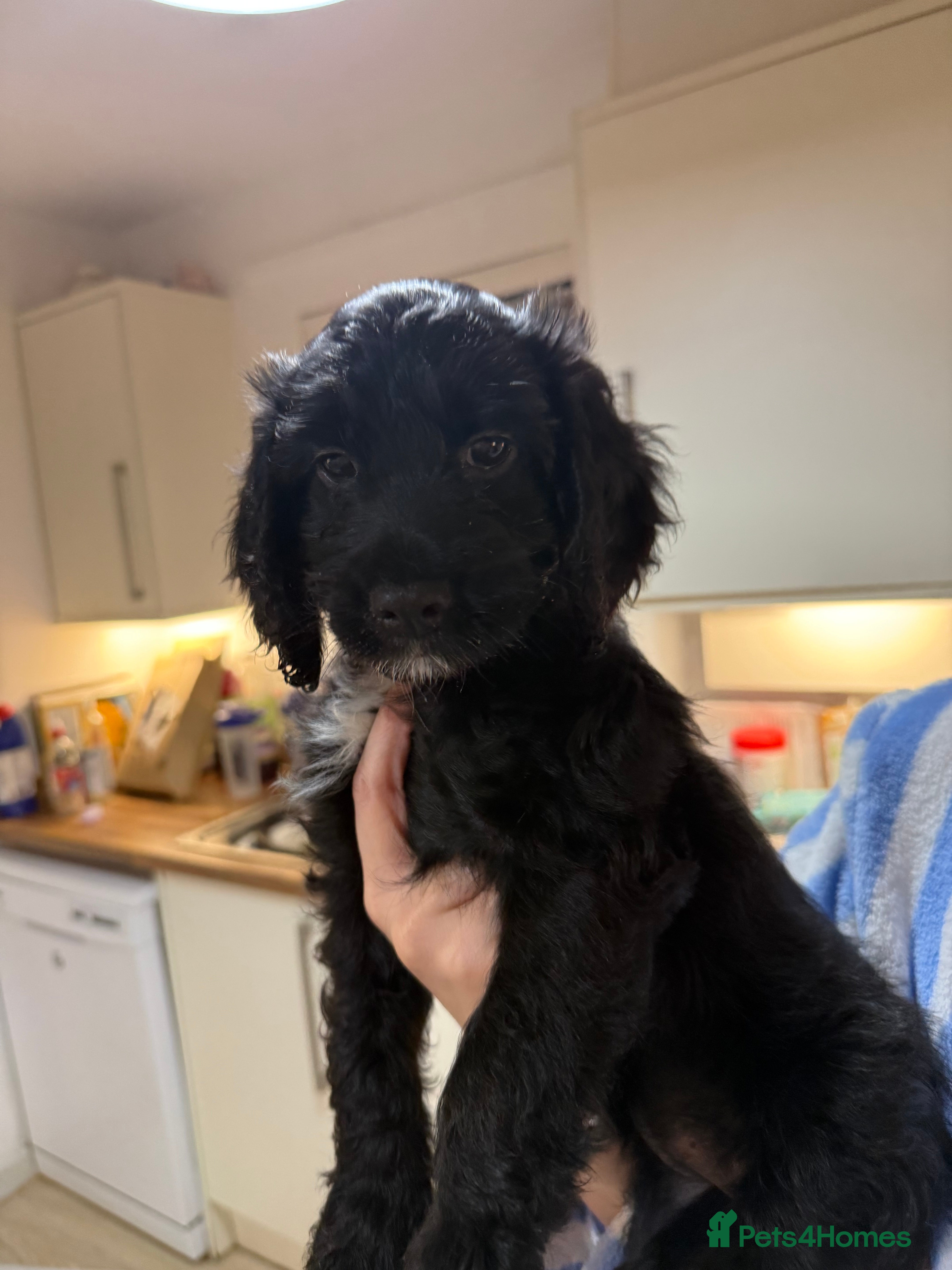 Sproodle dogs •LAST 3 GIRLS AVAILABLE• READY TO LEAVE• - Advert 1