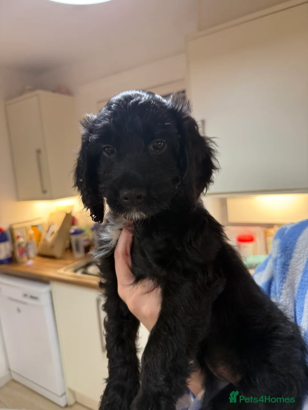 Sproodle dogs for sale: •LAST 3 GIRLS AVAILABLE• READY TO LEAVE• - Advert 1