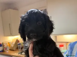 Sproodle dogs •LAST 3 GIRLS AVAILABLE• READY TO LEAVE• - Advert 7