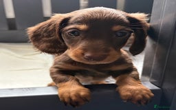 Miniature Dachshund dogs for sale: Beautiful teeny tiny mini dachshunds  - Image 18