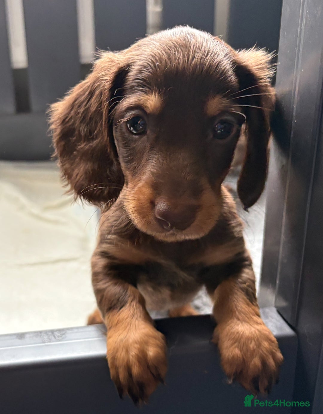 Miniature Dachshund dogs for sale: Beautiful teeny tiny mini dachshunds  - Image 18