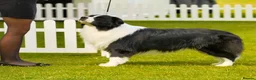 Border Collie dogs for sale: Stunning Champion line puppies  - Advert 8