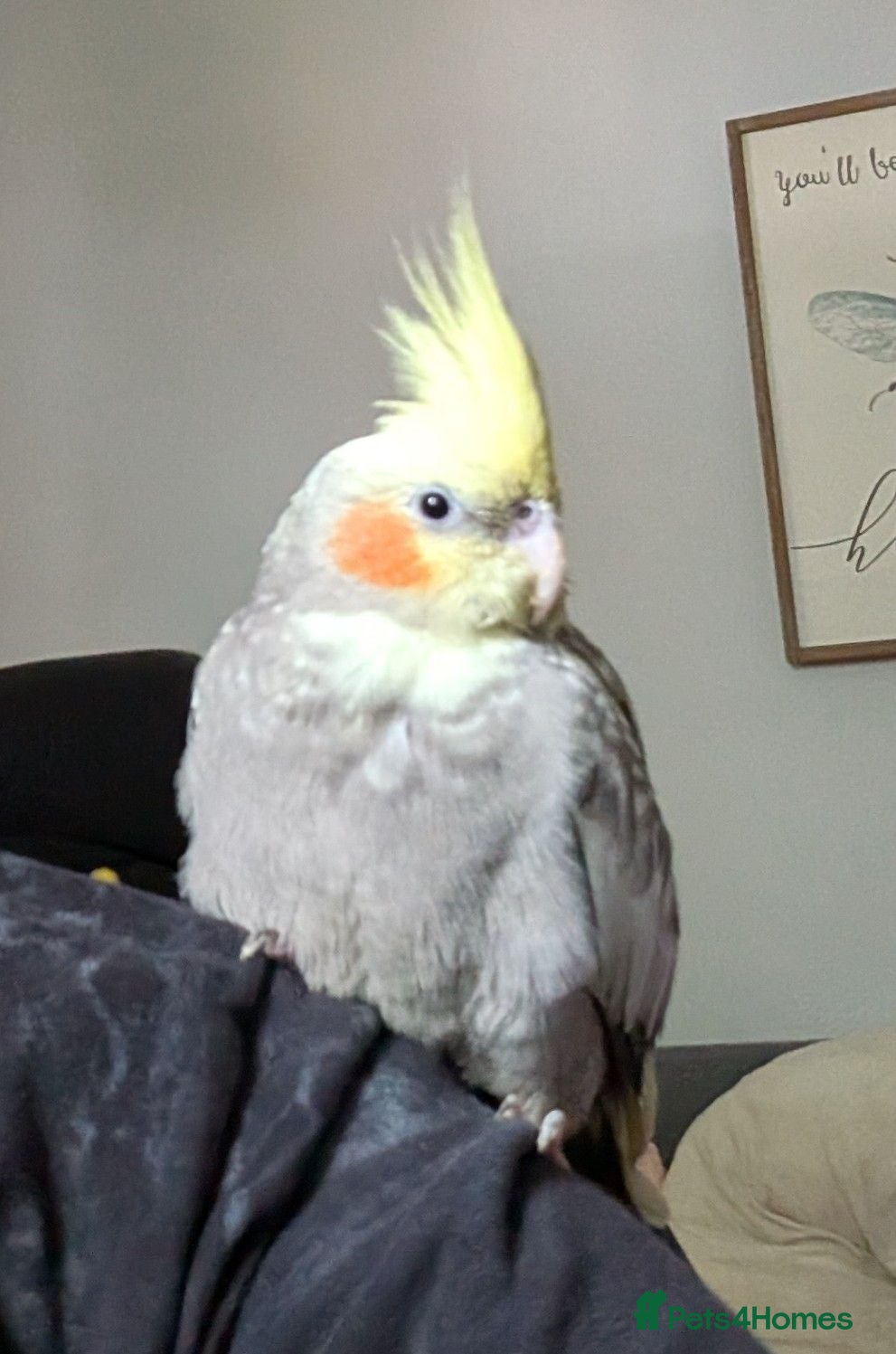 Cockatiels birds Hand-reared cockatiel, 5 months, tame affectionate - Advert 2