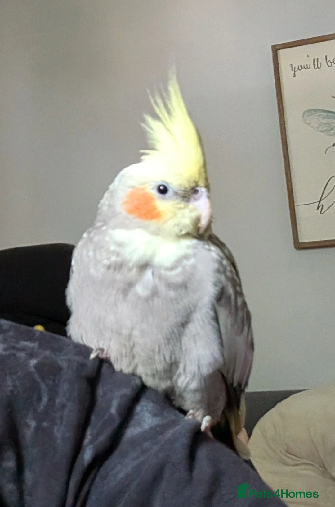 Cockatiels birds for sale: Hand-reared cockatiel, 5 months, tame affectionate in Richmond - Advert 2