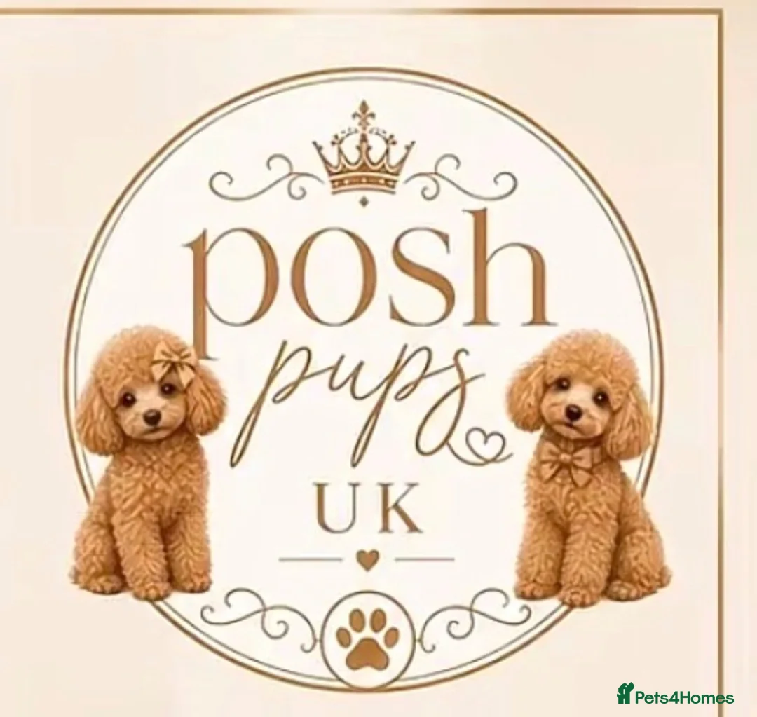 Toy Poodle dogs for sale: 🐾meet Tallulah‘s beautiful litterof3 girlsand1boy - Advert 10