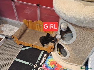 Mixed Breed cats Gorgeous black kitten female. - Advert 16