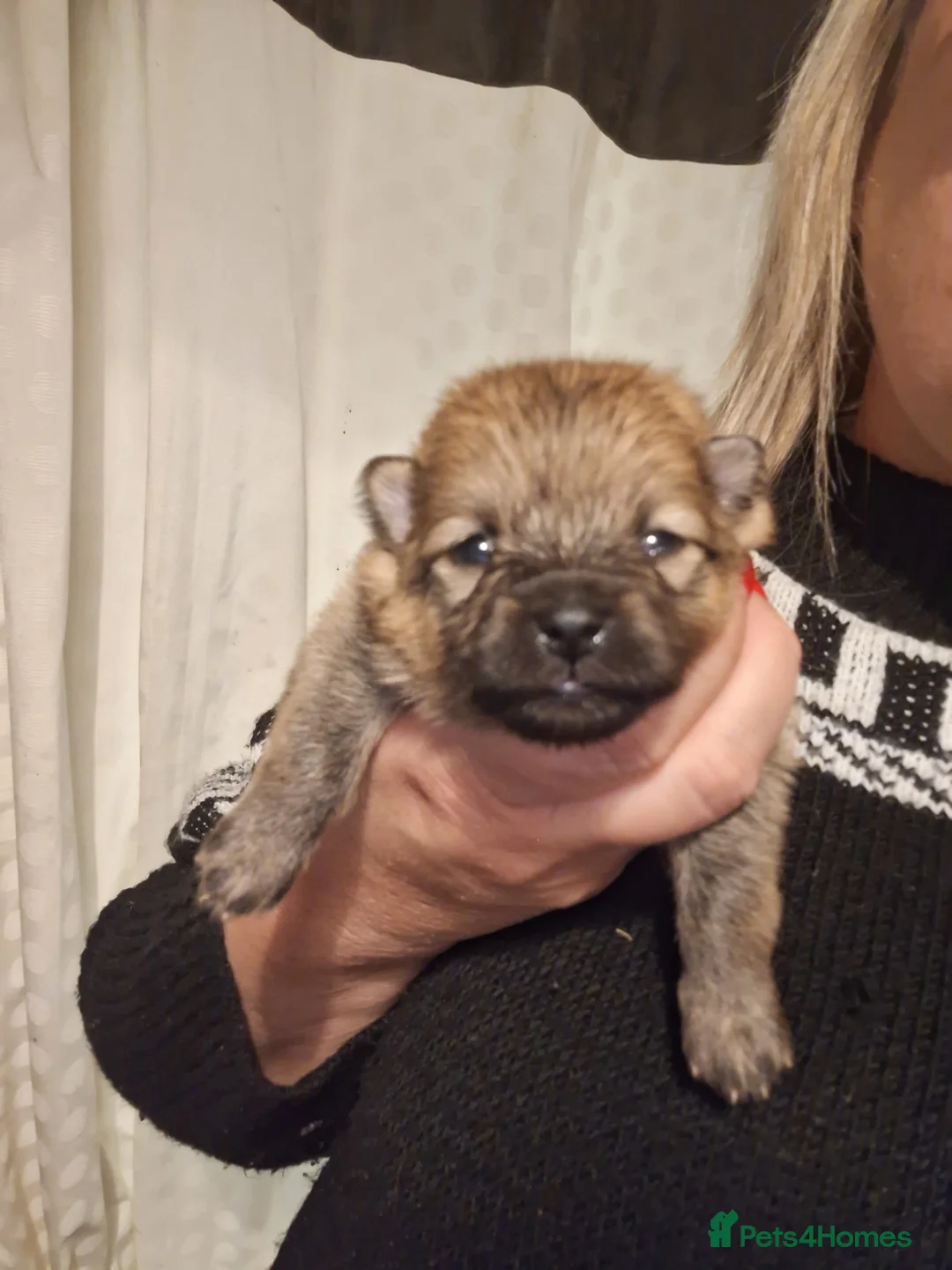 Pomeranian dogs for sale: Tiny Pomeranian Pups - Advert 14