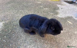 Mini Lop rabbits for sale: Mini lop boys - Image 1