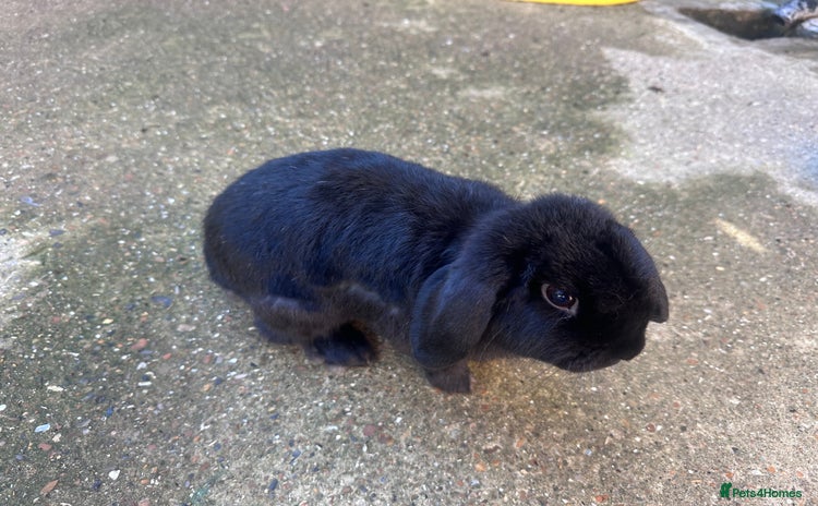 Mini Lop rabbits - Advert 6