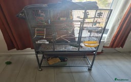 Conures birds for sale: Conure  full tame  6 months  old tame as he'll  in Halifax - Image 2
