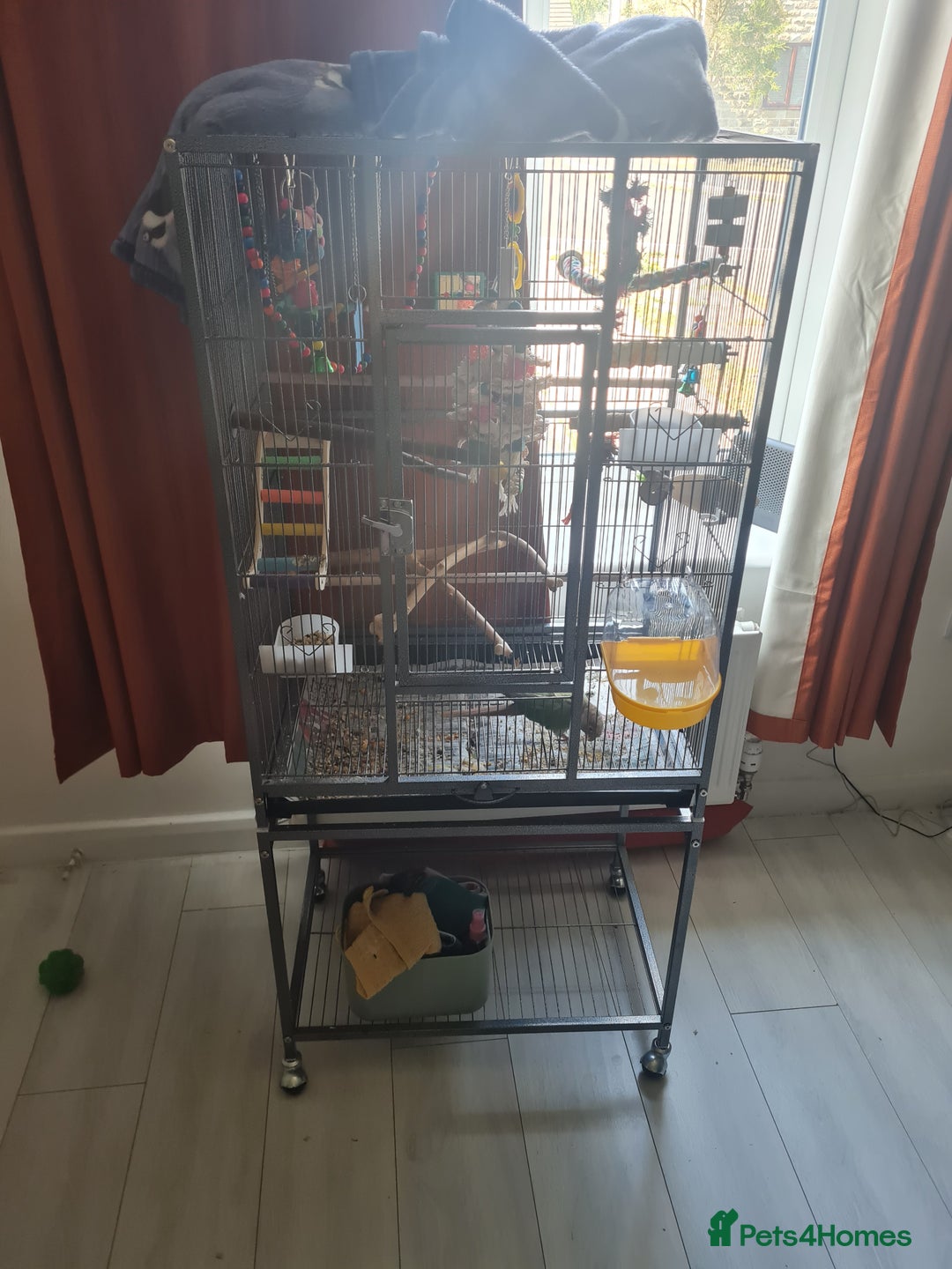 Conures birds for sale: Conure  full tame  6 months  old tame as he'll  in Halifax - Image 2