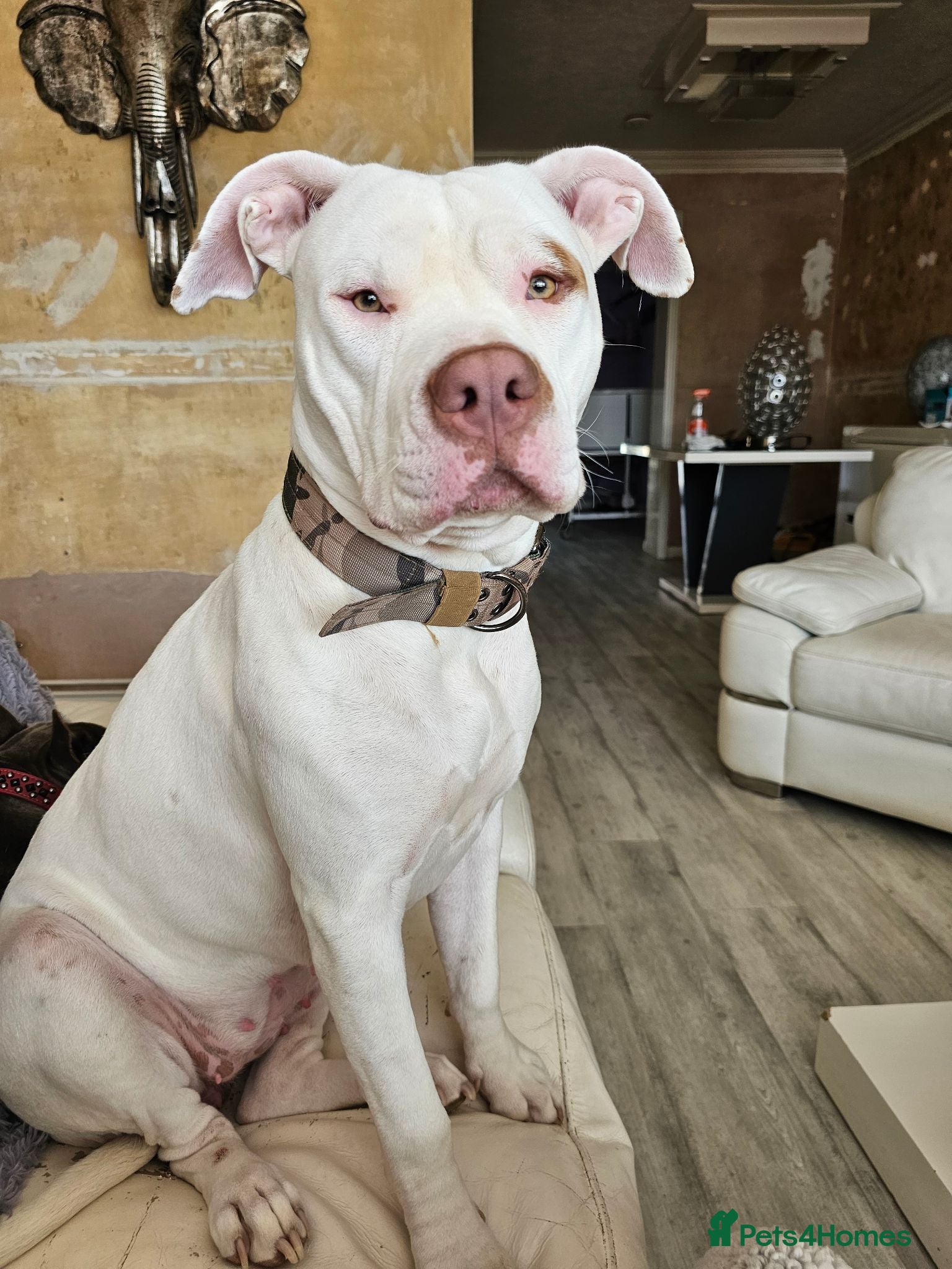 American Bulldog dogs American x bulldog - Advert 1
