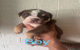 English Bulldog dogs for sale: Stunning 🏴󠁧󠁢󠁥󠁮󠁧󠁿English bulldog puppies  - Image 2