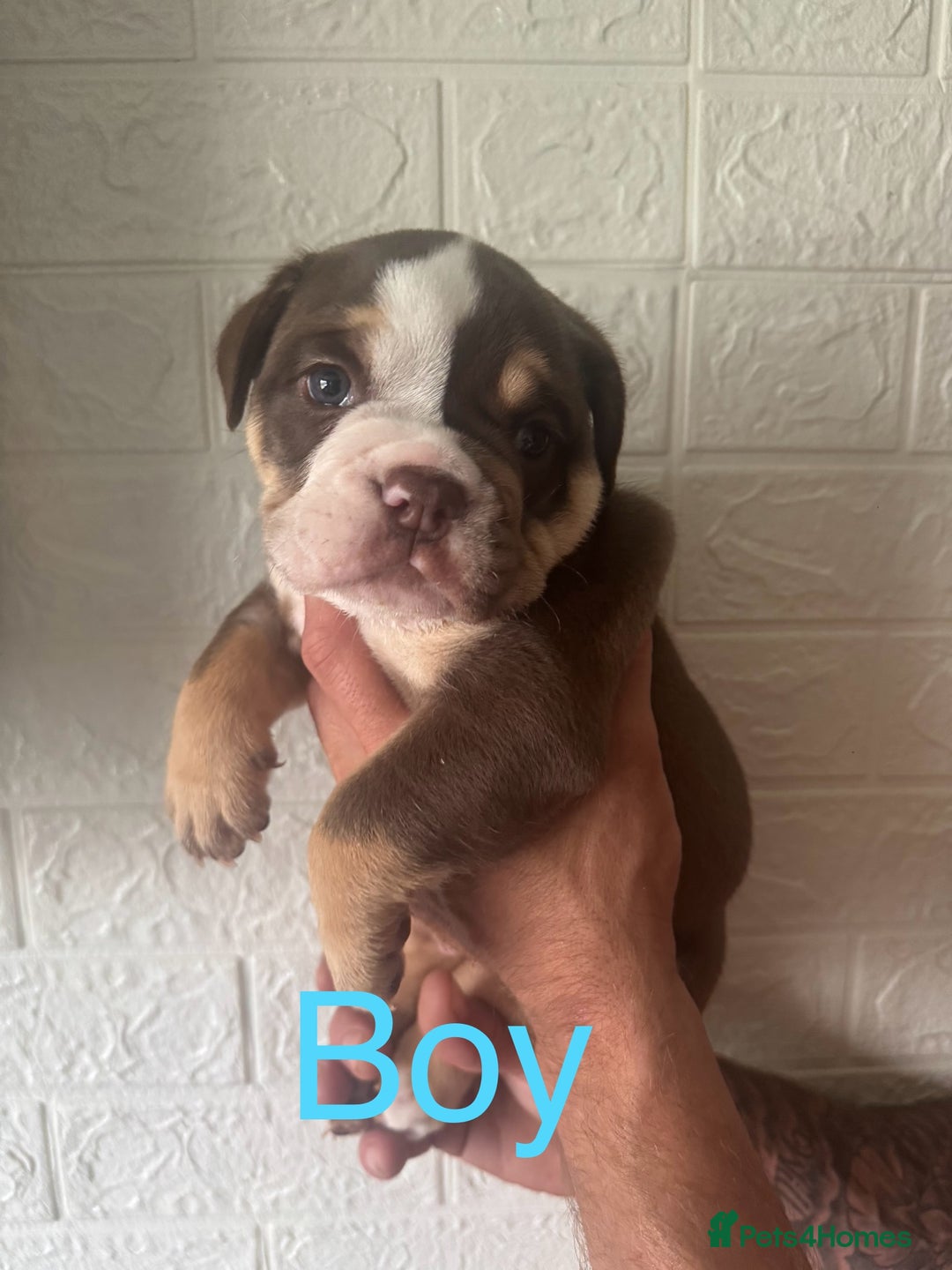 English Bulldog dogs for sale: Stunning 🏴󠁧󠁢󠁥󠁮󠁧󠁿English bulldog puppies  - Image 2