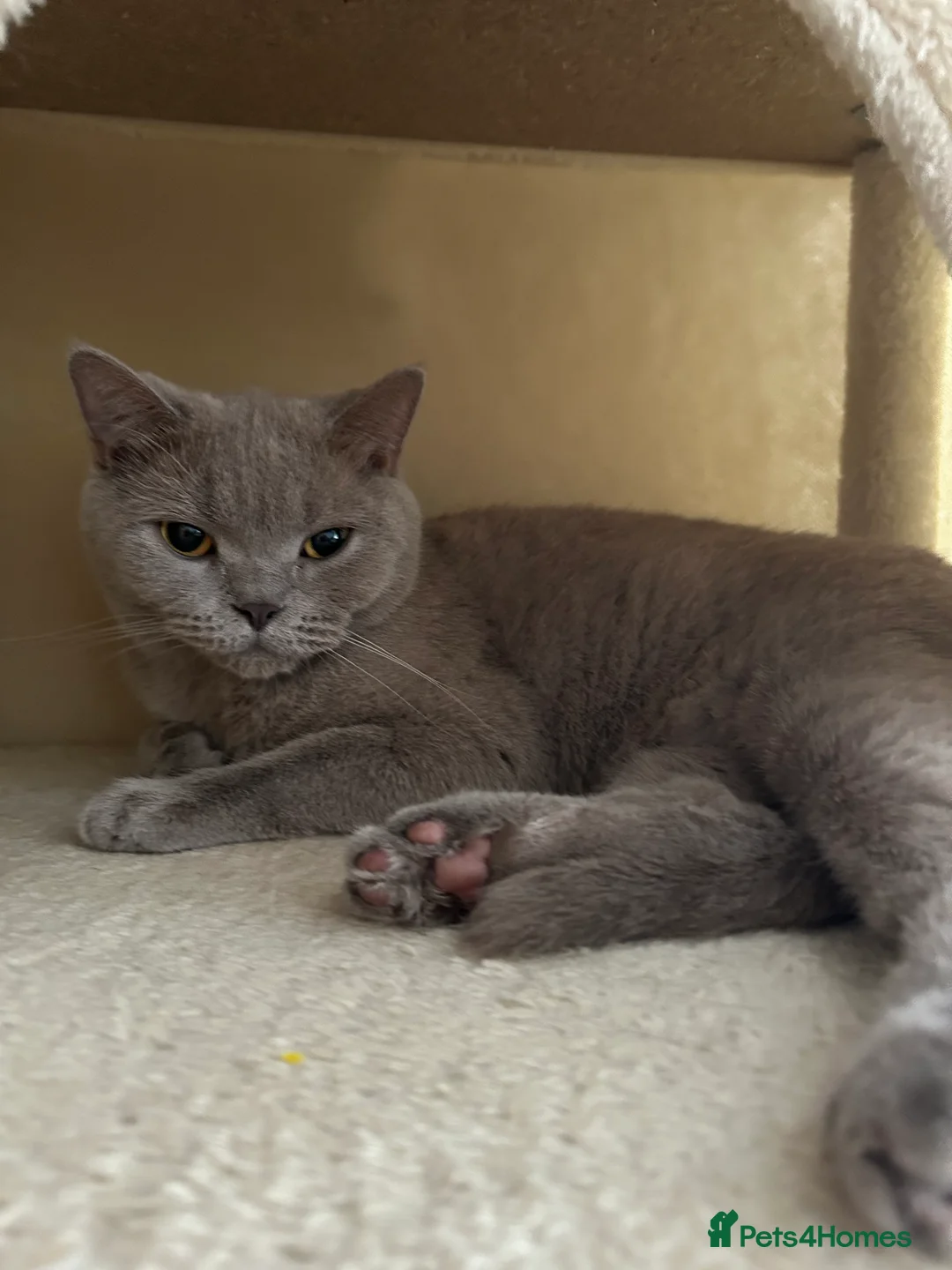 British Shorthair cats for sale: 1 beautiful chunky lilac boy left   - Advert 4