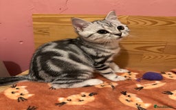 British Shorthair cats for sale: Silver Tabby BSH GCCF registered Kittens - Image 6