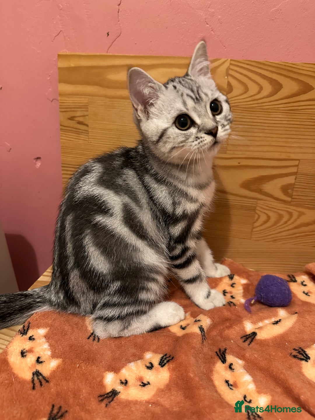 British Shorthair cats for sale: Silver Tabby BSH GCCF registered Kittens - Image 6