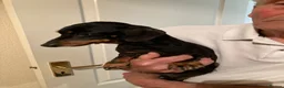 Miniature Dachshund dogs for stud: FOR STUD.  - Advert 3