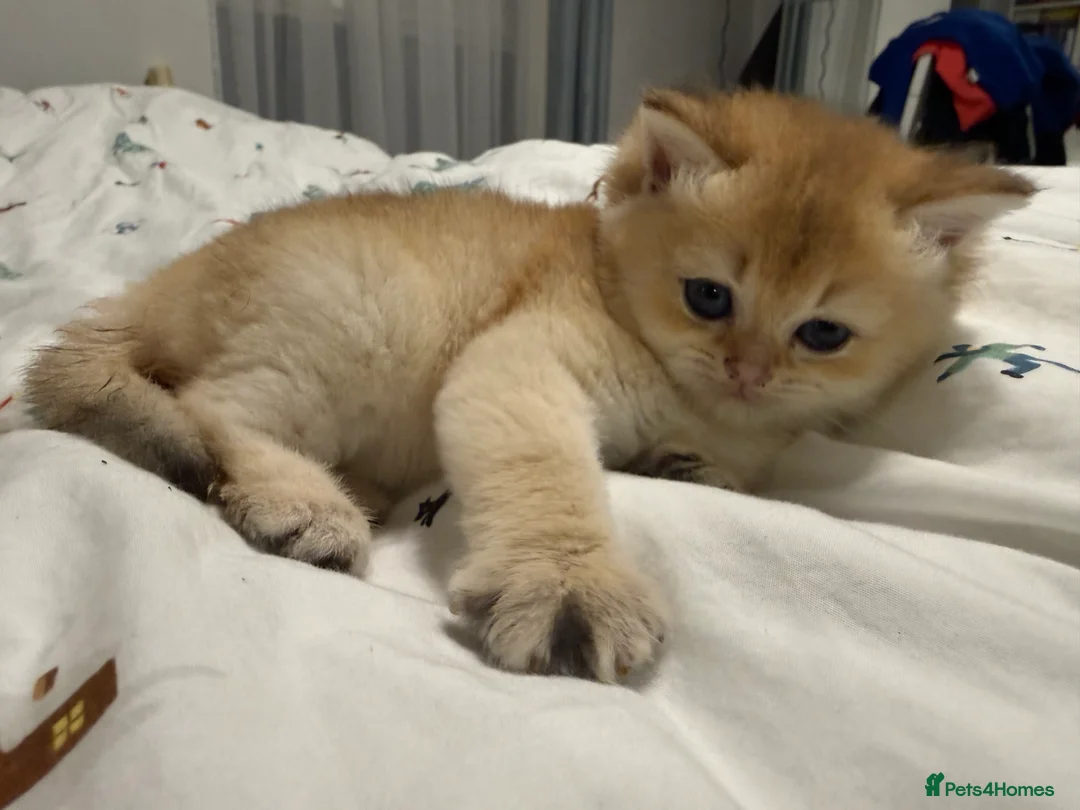 British Shorthair cats for sale: Pure bread British Shorthair  - Advert 10