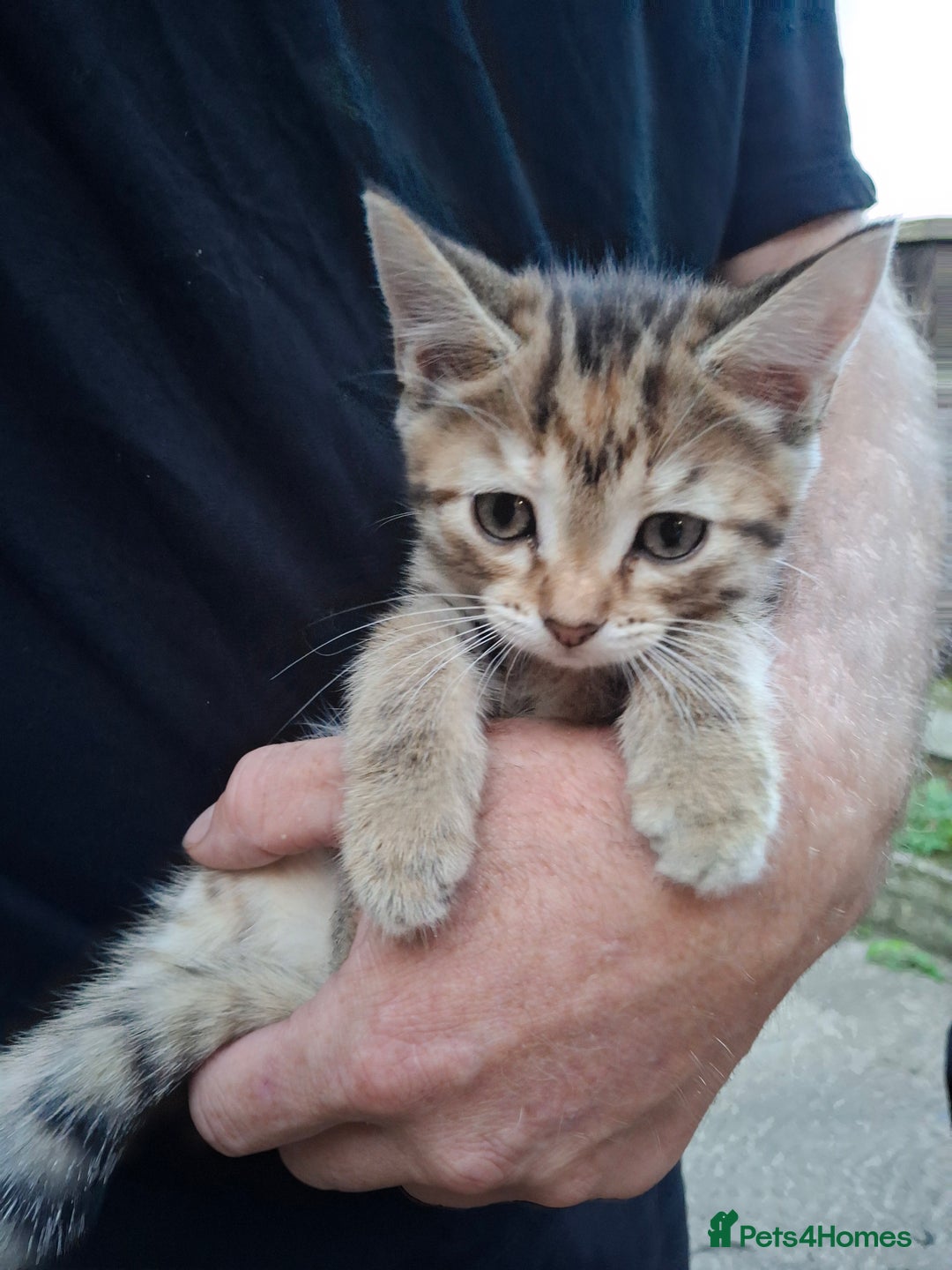 Siberian cats for sale: Siberian mix - Image 14