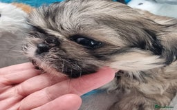 Shih Tzu dogs for sale: Kc stunning small imperial baby boy/girl - Image 9