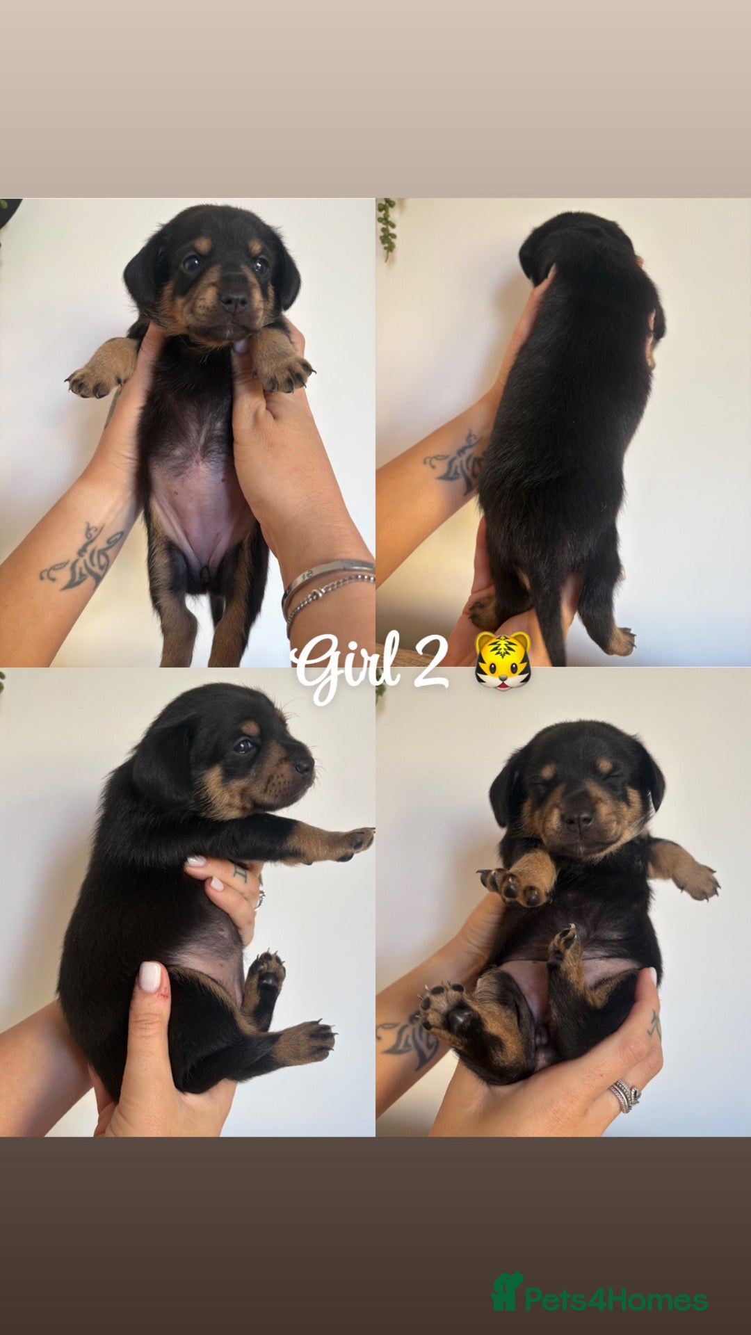 Mixed Breed dogs Dachshund X Pomeranian puppies  - Advert 14