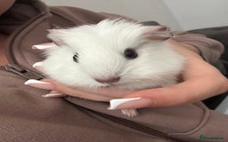Guinea Pig rodents for sale: Baby guinea pigs  - Image 2