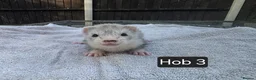 Ferret rodents for sale: New Kits Ready To Go  - Advert 16