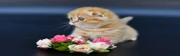 Scottish Fold cats for sale: LICENSED CATTERY PURE BREED TOP QUALITY KITTENS - Advert 18
