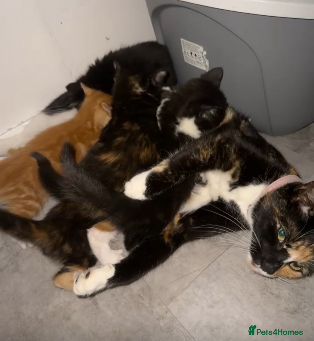 Mixed Breed cats for sale: Cute kittens  - Advert 9