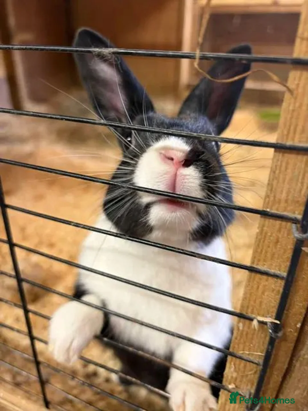 Mixed Breed rabbits for sale: Rabbits for Sale  - Advert 10