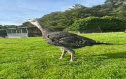 Turkeys poultry for sale: 10 Turkeys looking for new home  - Image 5