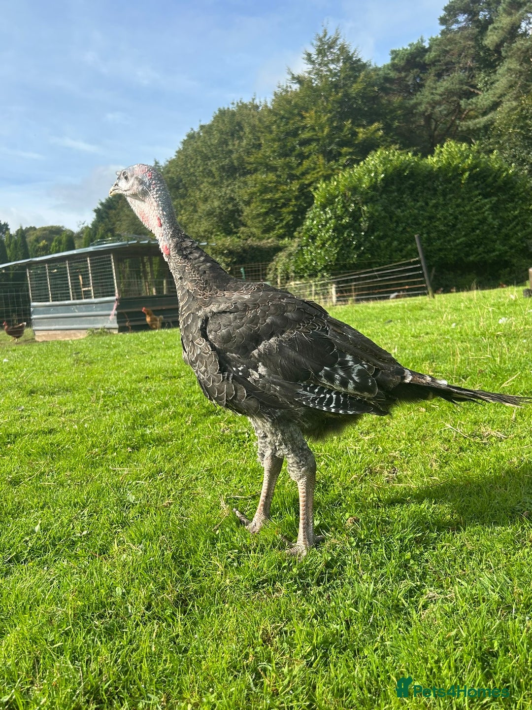 Turkeys poultry for sale: 10 Turkeys looking for new home  - Image 5