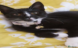 Mixed Breed cats for sale: Three beautiful tuxedos - MMF - Image 5