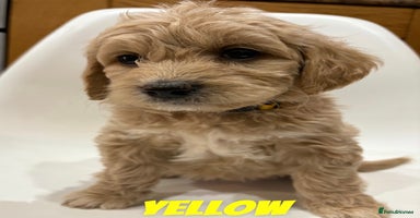Mixed Breed dogs - Advert 3