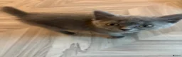 Mixed Breed cats for sale: Blue cat  - Advert 3