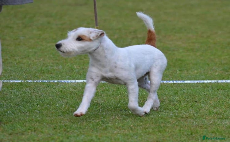 Parson Russell dogs in Lanark - Advert 1