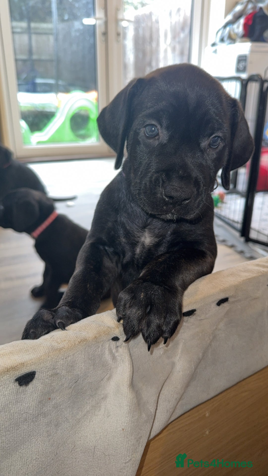 Cane Corso dogs for sale: Cane Corso pups - Image 12