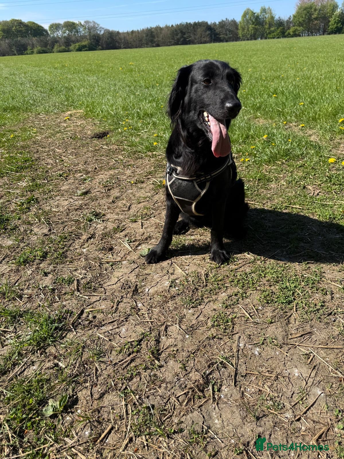 Flat coated Retriever dogs for sale: Adorable Flat Coated Retriever Puppies  - Advert 7