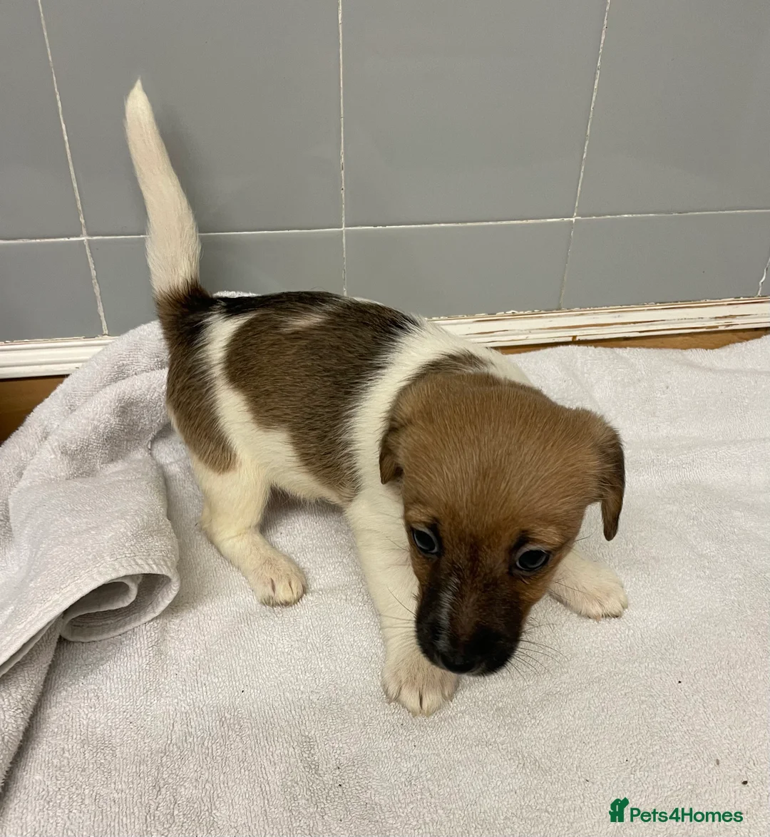 Jack Russell dogs for sale: Beautiful Jack Russell puppies  - Advert 16
