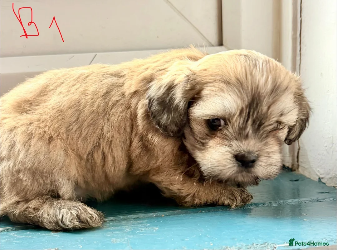 Mixed Breed dogs for sale: havanese and shitzu puppies - Advert 10