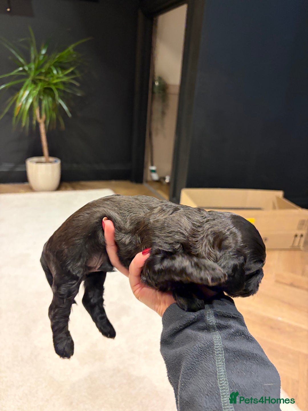 Cavapoo dogs for sale: Cavapoo (Cavalier Backcross) Puppies - Image 30